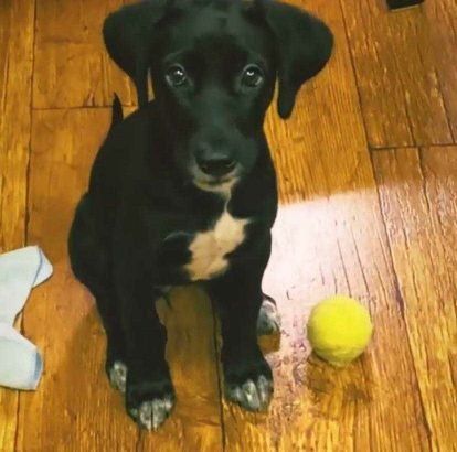 labrador retriever puppy