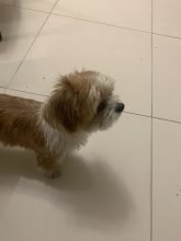 Female Shih Tzu