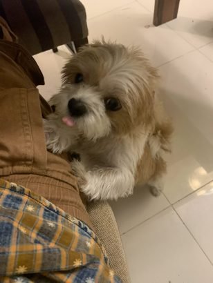 Female Shih Tzu