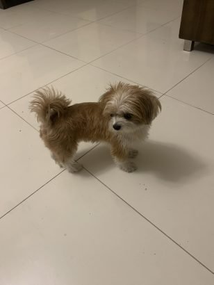 Female Shih Tzu