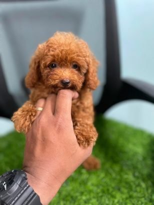 Cute Poodle puppies