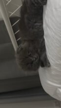 سكوتش مكس