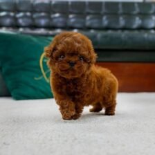 teacup Poodle for sale